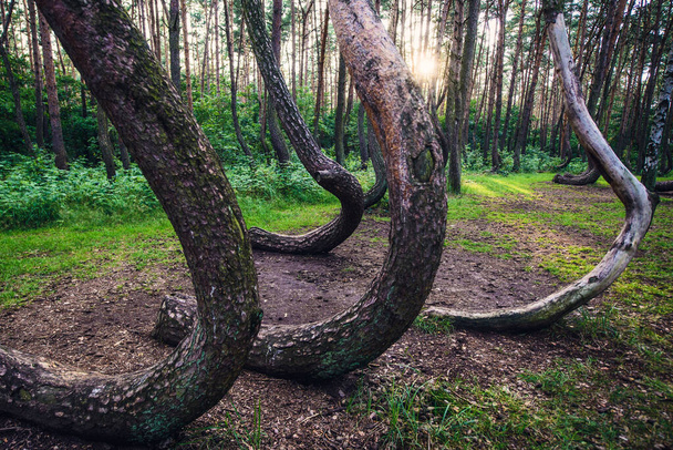 Сосны в кривом лесу в деревне Нове Царново, Польша - Фото, изображение