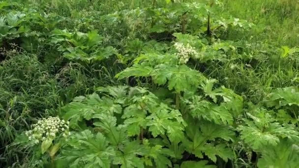 Poison plant Heracleum (Giant Hogweed, Cow Parsnip). Juice of it causes phytophotodermatitis in humans, resulting in blisters and long-lasting scars. Above dangerous plants - Footage, Video