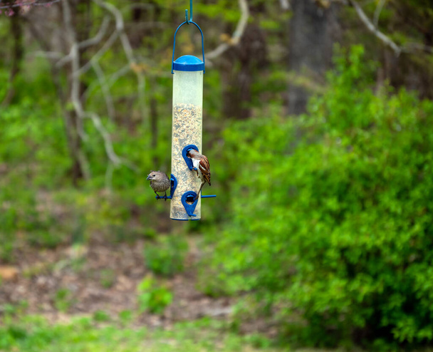 Deux oiseaux trouvent que la mangeoire d'arrière-cour dans le Missouri est l'endroit idéal pour un repas de l'après-midi par une chaude journée de printemps. Bokeh fond. - Photo, image