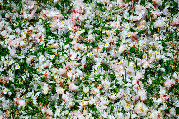 cherry blossom petals on the grass with flowers, floral romantic texture - Photo, image