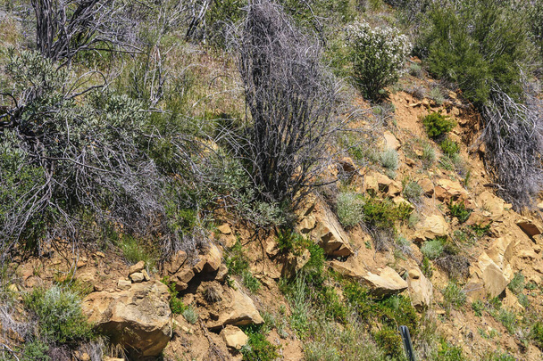 Los Padres National Forest, CA, USA - 8. April 2010: Nahaufnahme von grauen und grünen Sträuchern an der tiefbraunen Felsflanke des Berges. Einige weiße Blüten. - Foto, Bild