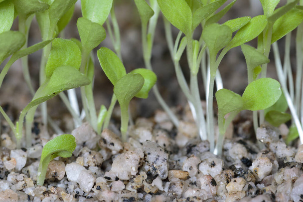 Латук (Lactuca sativa) красивый салат котиледонов после прорастания через 7 дней для гидропонной системы. Лима Перу - Фото, изображение