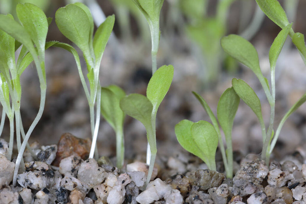 Латук (Lactuca sativa) красивый салат котиледонов после прорастания через 7 дней для гидропонной системы. Лима Перу - Фото, изображение