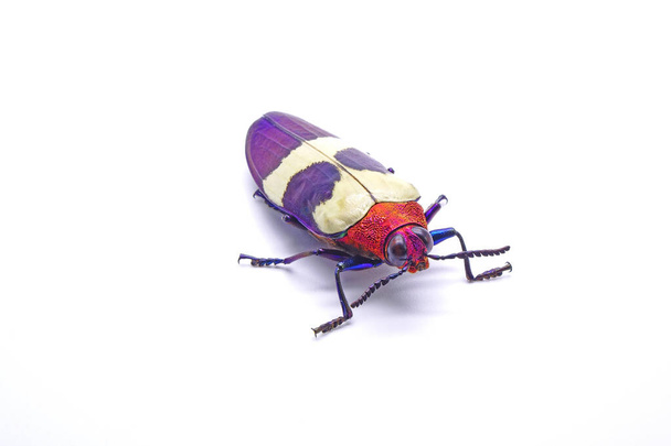Käfer: Der Schmuckkäfer (Chrysochroa buqueti rugicollis) ist eine südostasiatische Käferart aus der Familie der Buprestidae, eines der schönsten Insekten der Welt. Isoliert auf weißem Hintergrund - Foto, Bild