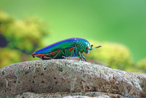 Jewel beetles or metallic wood-boring beetles : World's most beautiful insects with their iridescent colors and brilliant metallic colors. Beetles in nature, selective focus with blurred nature background - Photo, Image