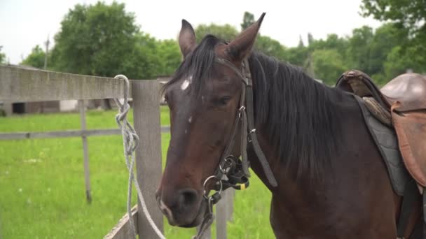 Un caballo de la bahía marrón se encuentra cerca de una cerca en una granja - Metraje, vídeo