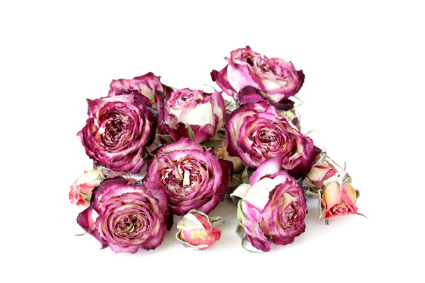 Bimbó száraz Rózsa, fehér alapon - Fotó, kép