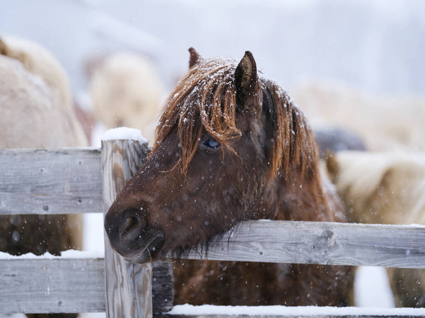 Dosanko atı kış otlağında - Fotoğraf, Görsel