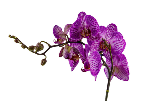 Rama de la phalaenopsis de la orquídea aislada sobre fondo blanco - Foto, Imagen