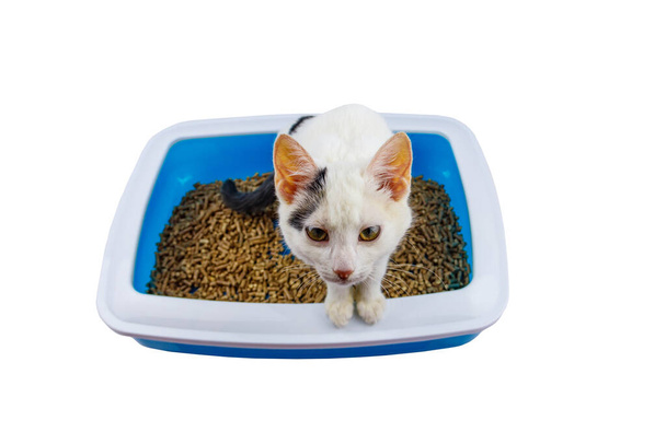 White cat in cat's litter box isolated on white background - Photo, Image