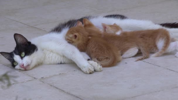 Nevlastní matka kočka kojení její kotě na betonové podlaze. - Záběry, video