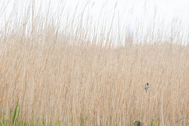 This beautiful reed bunting sits on a reed stalk among the reeds on a cloudy day in May - Photo, Image
