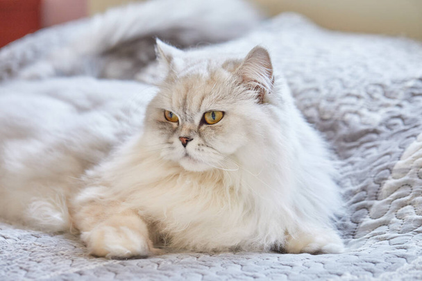 İngiliz uzun saçlı beyaz kedi evde, yatağın üzerinde oturuyor. - Fotoğraf, Görsel