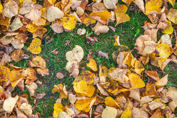 fallen yellow and orange autumn leaves on green grass on the ground. Autumn horizontal background with dried leaves in the sunlight. - Φωτογραφία, εικόνα