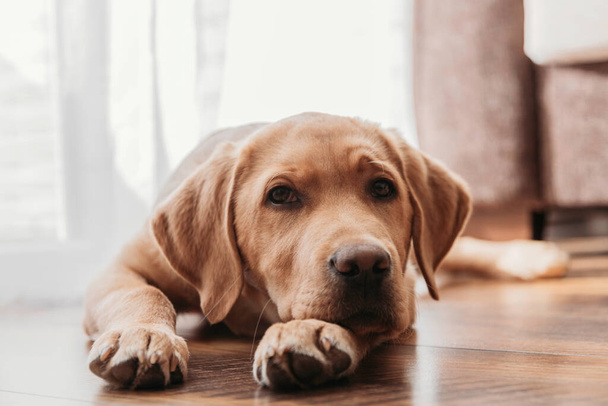 Κοντινό πορτρέτο ενός μπεζ κουταβιού λαμπραντόρ Ριτρίβερ στο σπίτι. Ο σκύλος κείτεται στο πάτωμα και ξεκουράζεται το κεφάλι του στις πατούσες του. Αυθεντικές φωτογραφίες από τη ζωή - Φωτογραφία, εικόνα