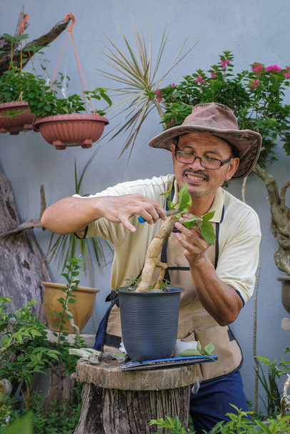 Ένας άνθρωπος εμβολιάζει μπουκαμβίλιες λουλούδι δέντρο βήμα προς βήμα στον κήπο - Φωτογραφία, εικόνα