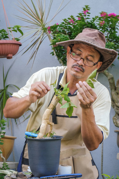 Чоловік крок за кроком в саду збирає бугенвіль квітка дерева
 - Фото, зображення