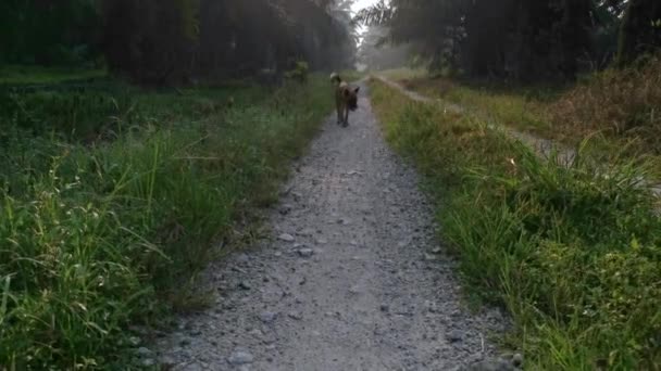 brązowy bezpański pies wałęsający się po wiejskiej ścieżce wcześnie rano. - Materiał filmowy, wideo