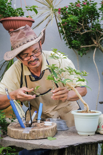 Kertész elrendezése és metszése a Bougainvillea fák. A kertész metsző ollót használ az ágak nyírásához. A kerti dekoráció fogalma - Fotó, kép