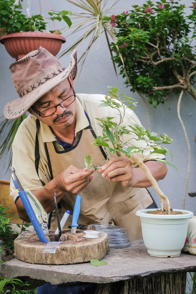 Sistemazione del giardiniere e potatura degli alberi Bougainvillea. Giardiniere utilizzando cesoie potatura per tagliare i rami. Concetto di decorazione del giardino - Foto, immagini