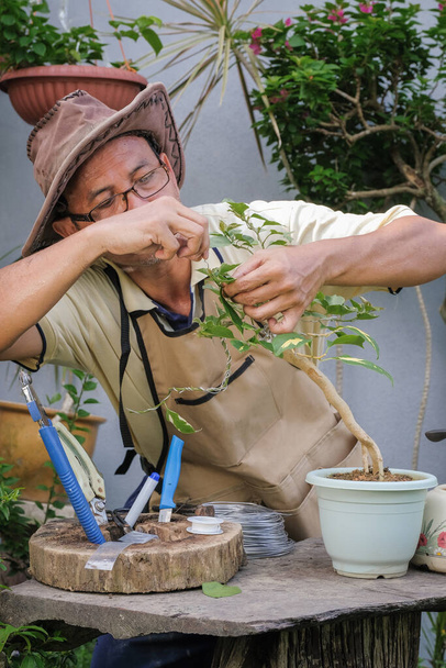 Sistemazione del giardiniere e potatura degli alberi Bougainvillea. Giardiniere utilizzando cesoie potatura per tagliare i rami. Concetto di decorazione del giardino - Foto, immagini