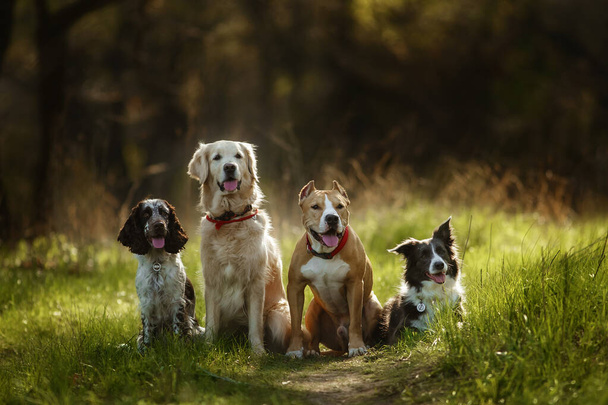groupe de chiens golden retriever, épagneul, collie frontière et le personnel  - Photo, image