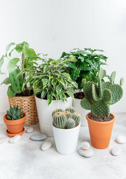 Domácí rostlina a kaktus. Různé domácí rostliny na stole - Fotografie, Obrázek