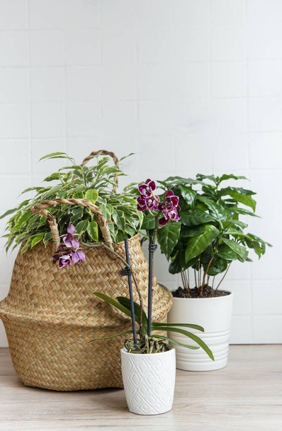 Saman sepetinde ficus benjamin, orkide çiçeği, masada ev bitkileri - Fotoğraf, Görsel
