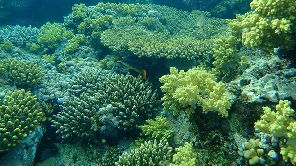 Superbe vue sur le récif corallien sous-marin, mer Rouge, Égypte, Sharm El Sheikh, baie de Nabq - Photo, image
