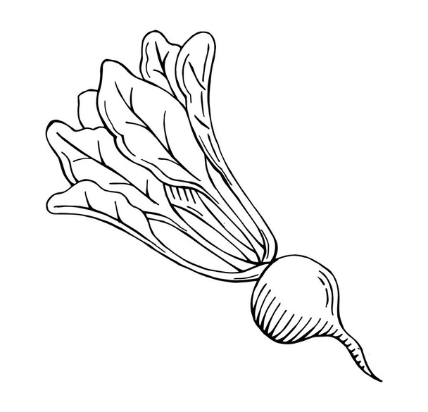 hand drawn beet, beetroot vector illustration, vegetable - ベクター画像