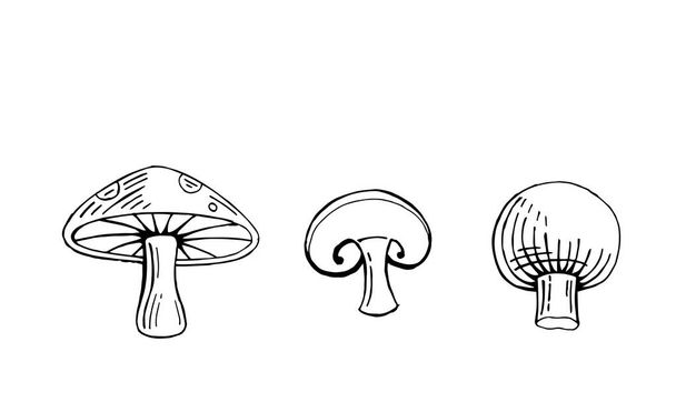 illustrazione vettoriale del fungo disegnato a mano, vegetale - Vettoriali, immagini
