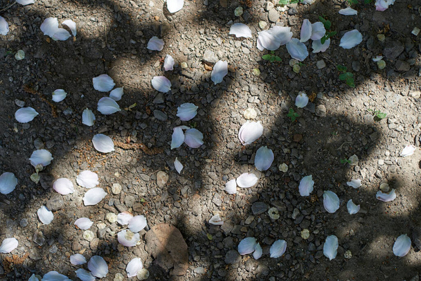 Hintergrund des Liegens auf dem Boden Kirschblütenblätter, Ulmensamen, Kieselsteine, Gras sprießt. Abwechselnde Sonnenflecken und Schatten. - Foto, Bild