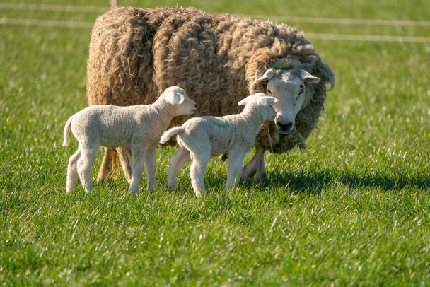 Μητέρα πρόβατα και δίδυμα αρνιά της είναι σε φρέσκο πράσινο γρασίδι. Ένα ανοιξιάτικο πρωινό - Φωτογραφία, εικόνα