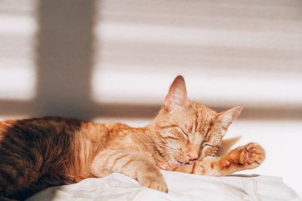 Lindo jengibre gato duerme en la cama - Foto, imagen