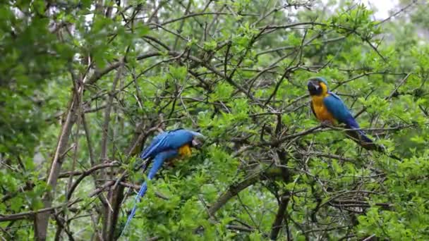 A kék-sárga arararauna, más néven a kék-arany ararauna, egy nagy dél-amerikai papagáj, többnyire kék felső részekkel és világos narancssárga aljzatokkal. - Felvétel, videó