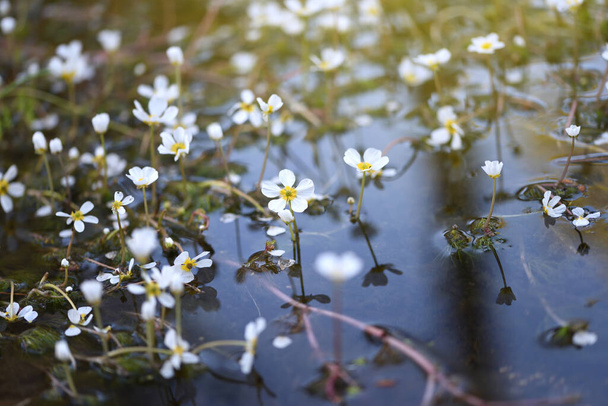 Jemné bílé květy vynořující se ve vodě v čisté vodě potoka - Fotografie, Obrázek
