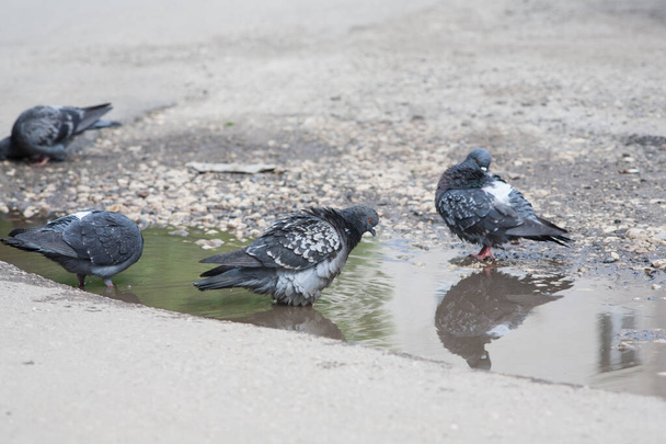 pigeon in a puddle, a city bird bathing in a puddle on an asphalt road - Фото, изображение