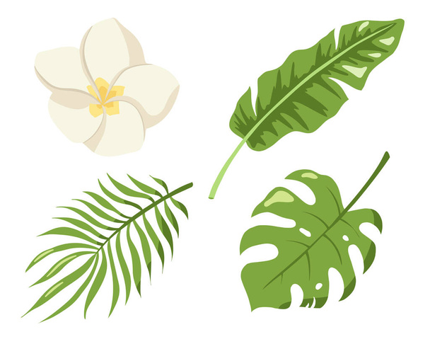 Monstera, palm and banana jungle leaves, plumeria blossom, green exotic foliage, nature botanical decorative set. Botanical elements for logo, cosmetics, spa, beauty care products - Vector, imagen