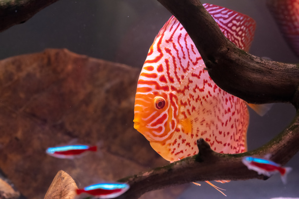 Bunte Fische aus dem Spieß Symphysodon discus im Aquarium. - Foto, Bild