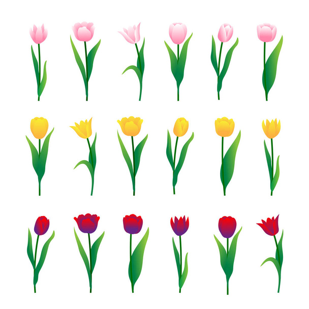 Tulipanes coloridos establecidos aislados sobre fondo blanco. Ilustración vectorial - Vector, imagen