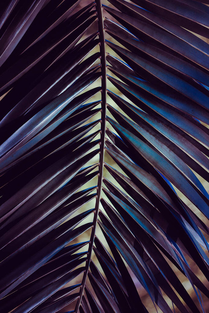                         zielone liście palmy w sezonie wiosennym         - Zdjęcie, obraz