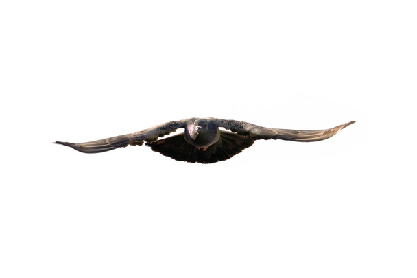 Cena de movimento do pombo-da-rocha voando no ar isolado no céu claro - Foto, Imagem