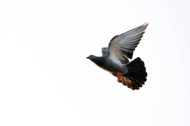 Сцена движения скального голубя, летящего в воздухе, соединенном с чистым небом - Фото, изображение