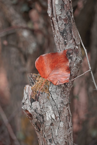 листя червоного дерева в природі в зимовий сезон
  - Фото, зображення