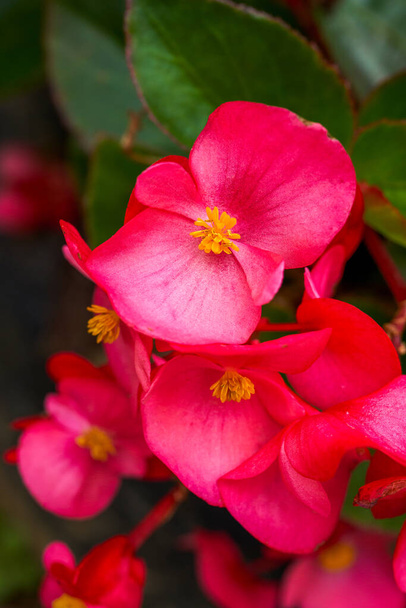 Close-up of a bright red blooming begonia flower - Photo, Image