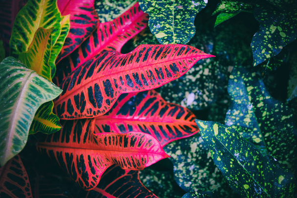 green tropical leaves background. summer and nature concept. - Фото, изображение
