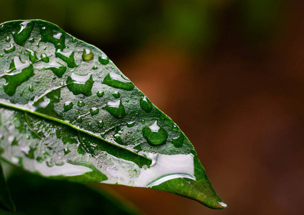 Primer plano de hoja verde brillante cubierta con gotitas de lluvia. Enfoque diferencial utilizado. - Foto, imagen