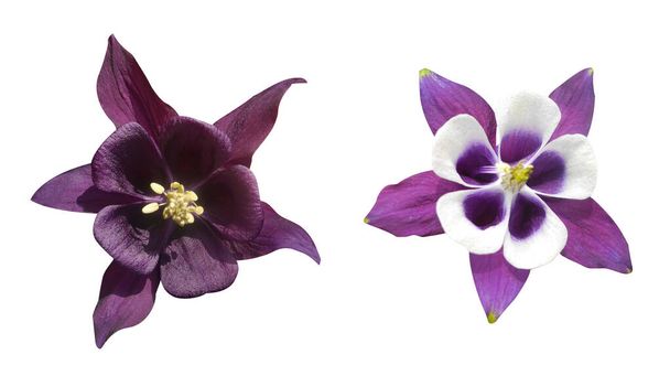 Makro violetti valokuva asettaa aquilegia kukka eristetty valkoinen tausta - Valokuva, kuva