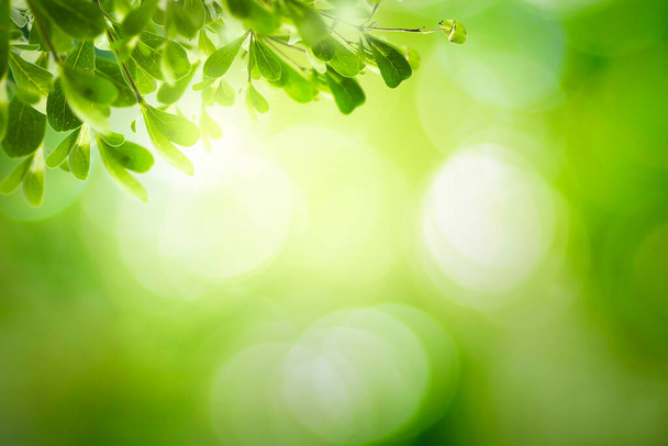 Conceito de dia do ambiente mundial: grama verde e céu azul fundo abstrato com bokeh - Foto, Imagem