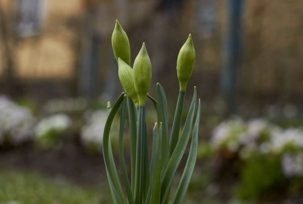 Yeşil kapalı çiçek tomurcuğu. Yılın ilkbaharı. - Fotoğraf, Görsel
